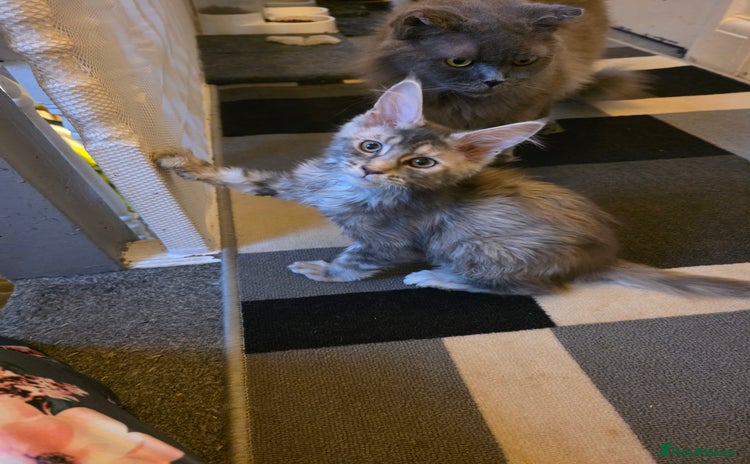 Maine Coon cats in Blackpool - Advert 4