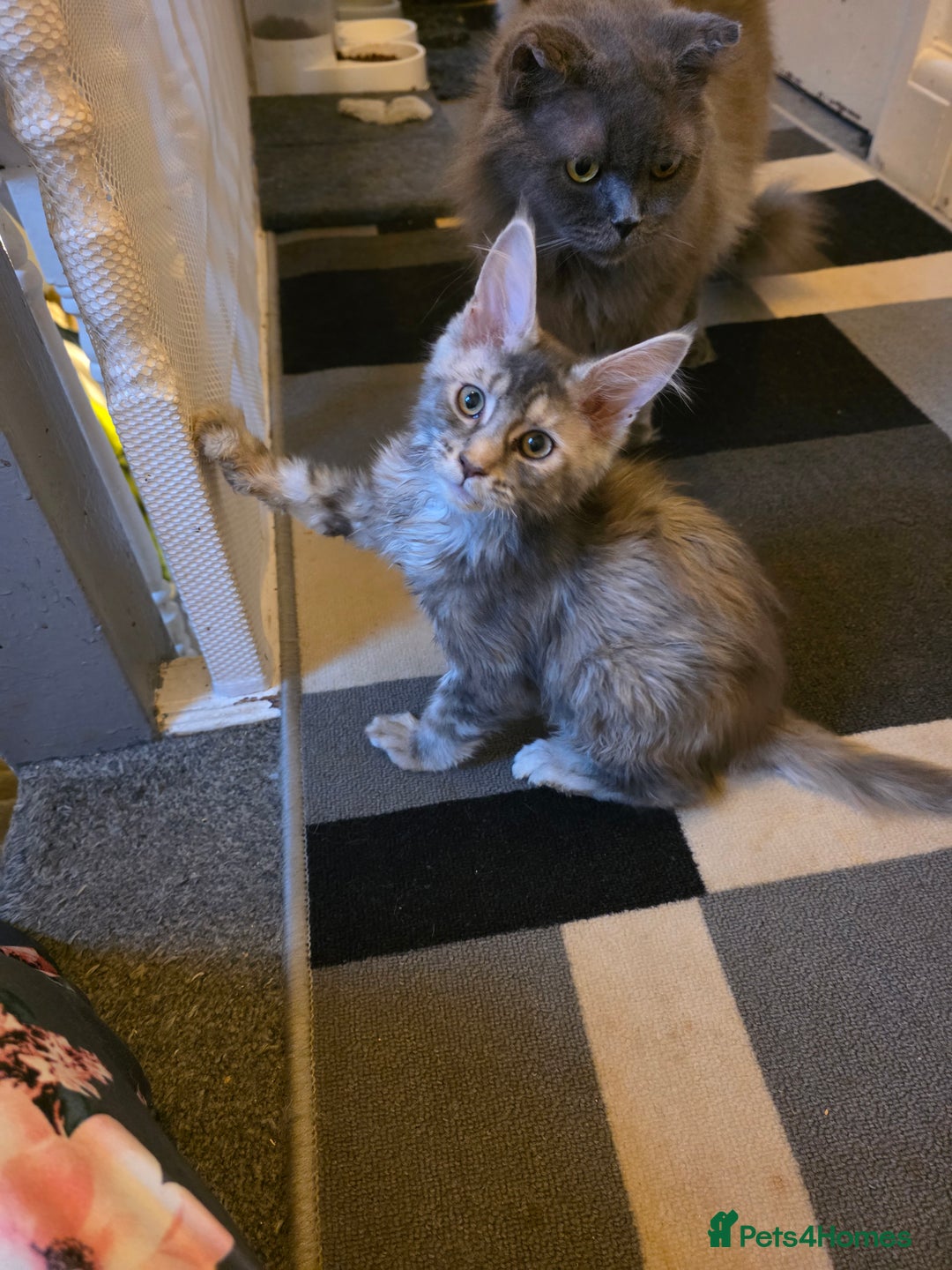 Maine Coon cats for sale: TICA REGISTERED STUNNING MAINE COON KITTENS  in Blackpool - Image 1