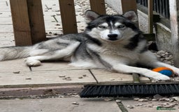Siberian Husky dogs for stud: PROVEN KC Registered Siberian Husky Stud ONLY in Solihull - Image 3