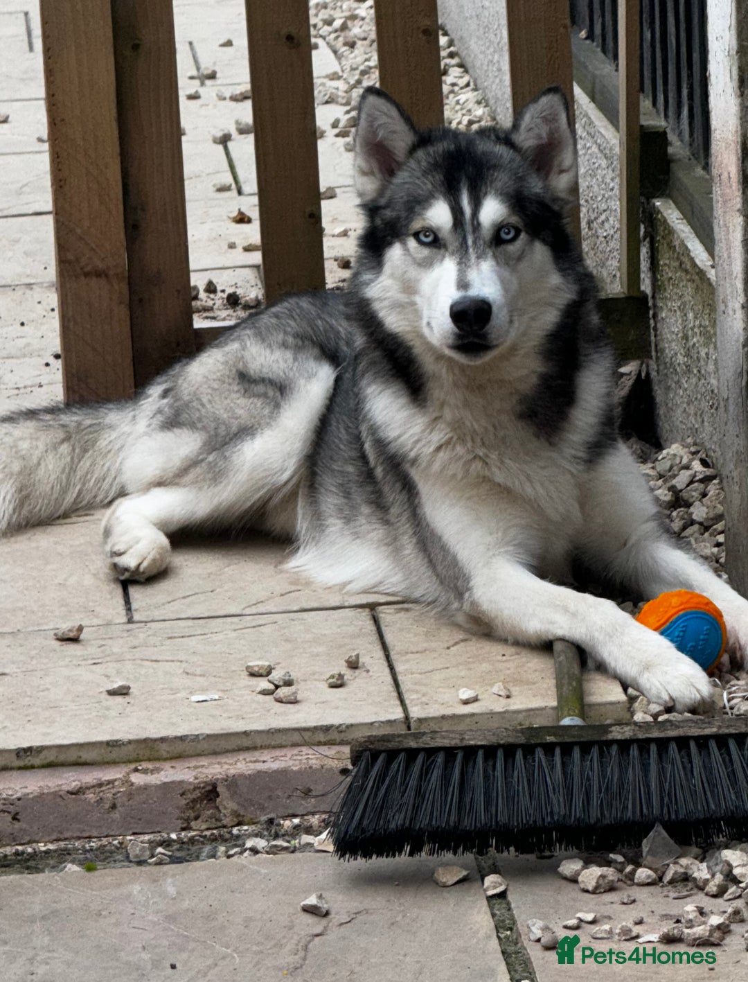 Siberian Husky dogs for stud: PROVEN KC Registered Siberian Husky Stud ONLY in Solihull - Image 3