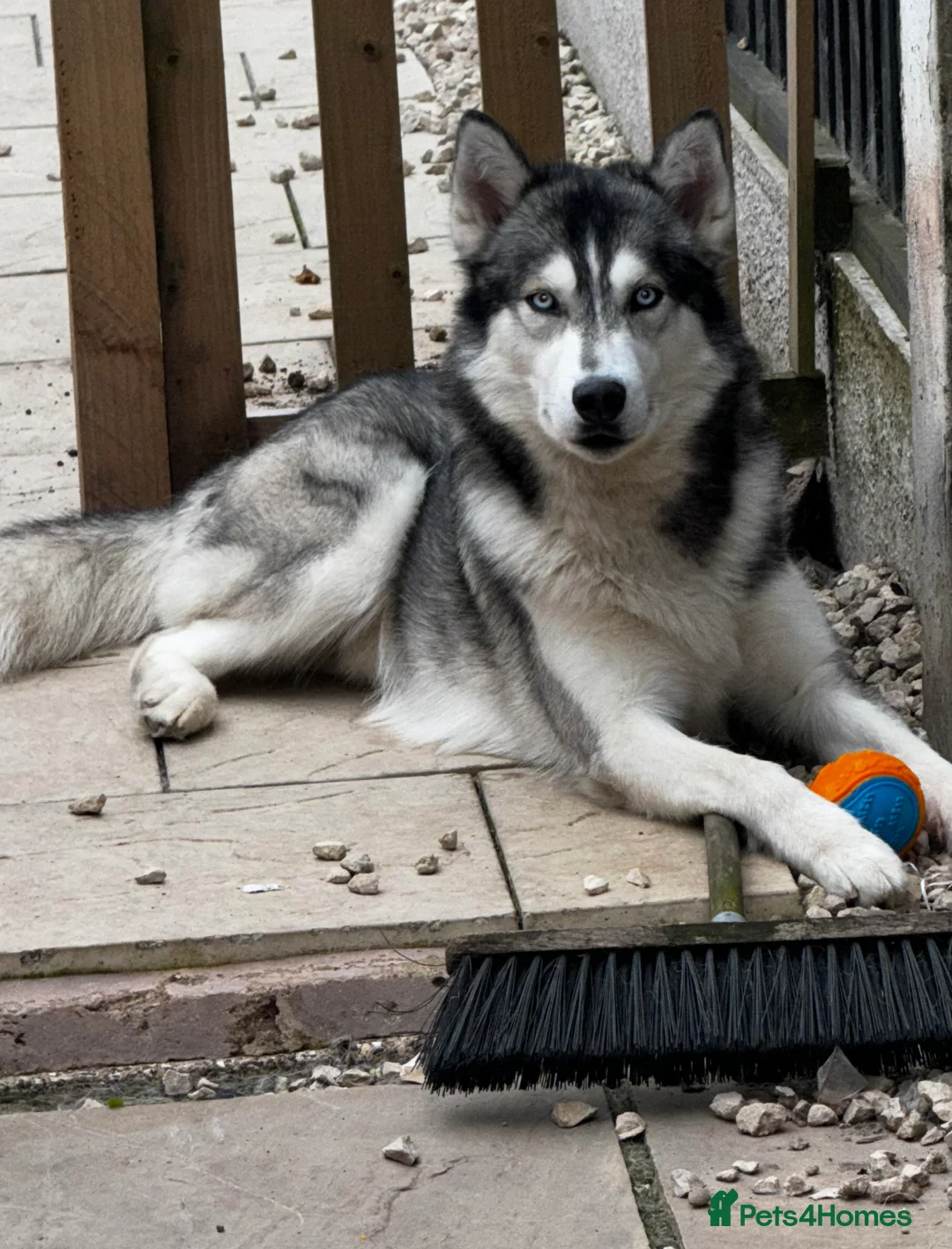 Siberian Husky dogs for stud: PROVEN KC Registered Siberian Husky Stud ONLY in Solihull - Advert 4
