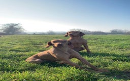 Hungarian Vizsla dogs for sale: Bella & Maggie - Image 1