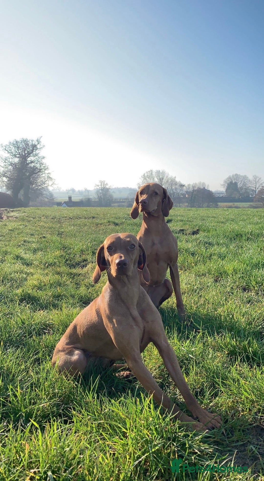 Hungarian Vizsla dogs for sale: Bella & Maggie - Image 1