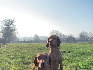 Hungarian Vizsla dogs - Advert 31