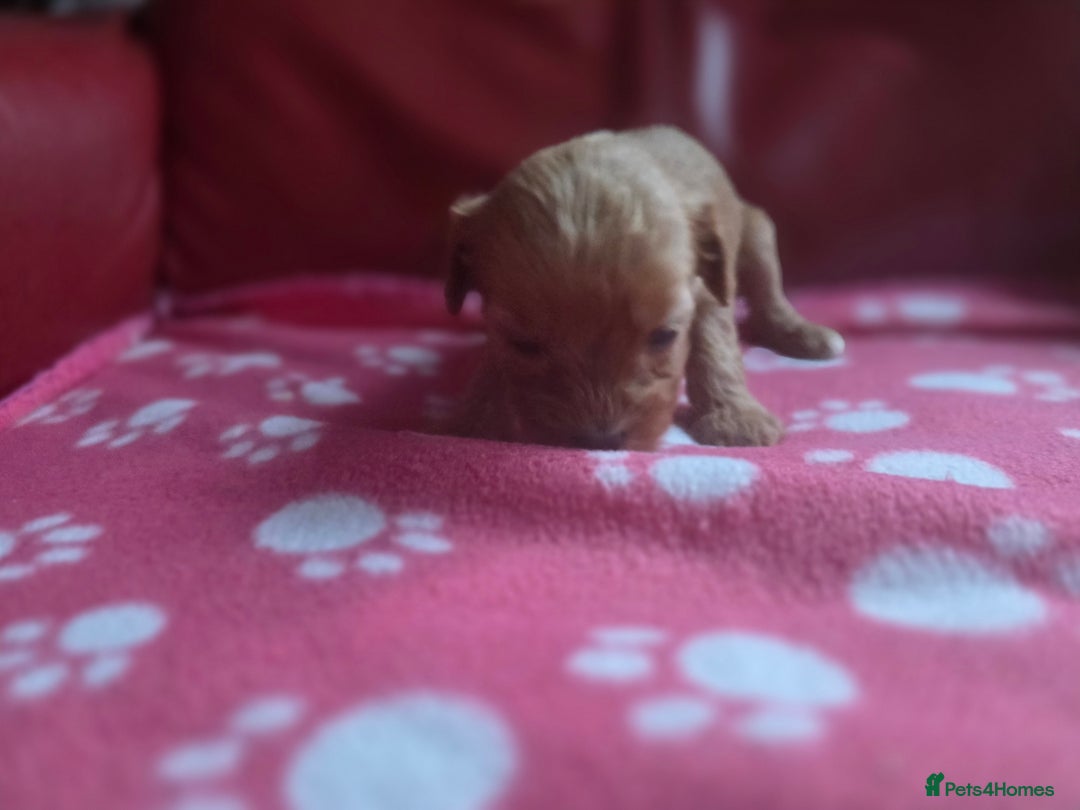 Cavapoo dogs for sale: F1 cavapoos  - Advert 9