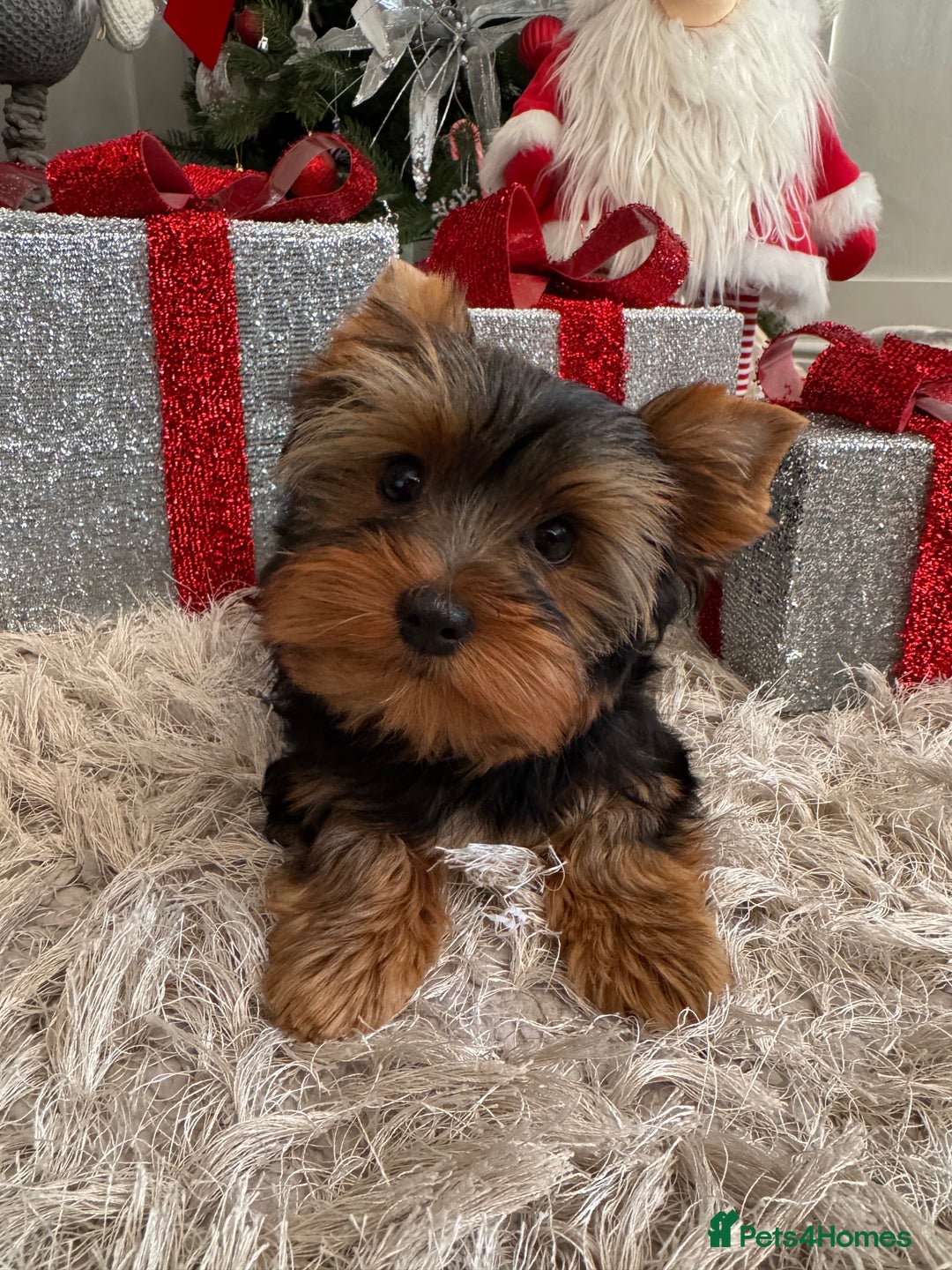 Yorkshire Terrier dogs for sale: Beautiful Pedigree Yorkshire Terrier puppies. - Advert 35