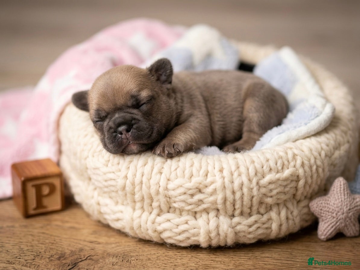 French Bulldog dogs French bulldog Puppies  - Advert 15
