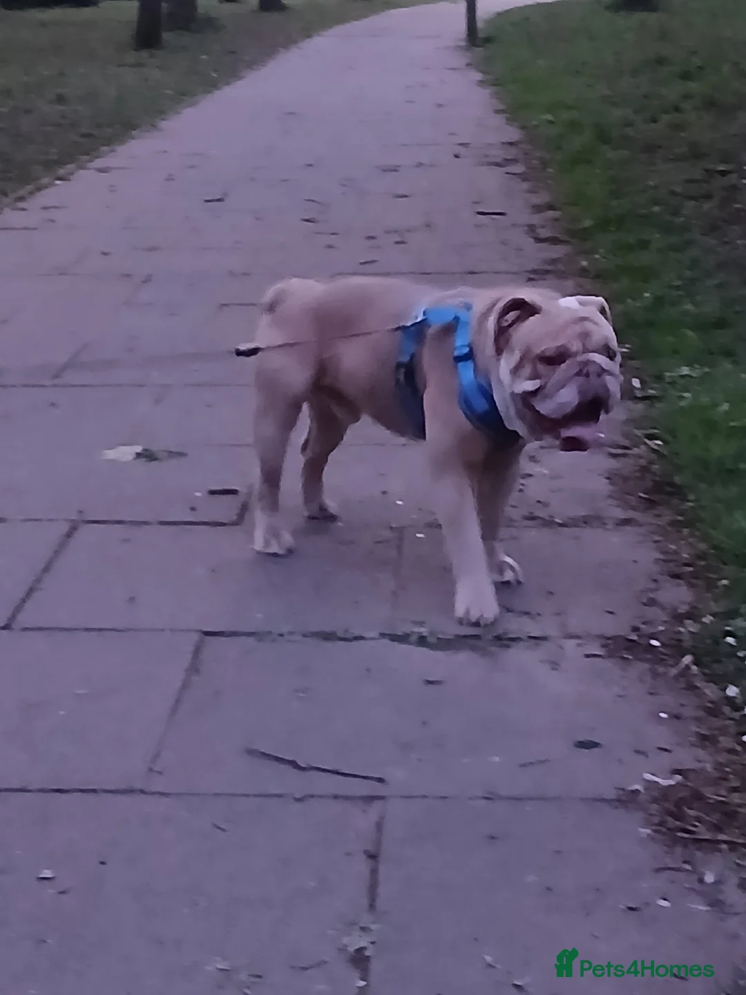 English Bulldog dogs for sale: Beautiful English bulldog Reggie in Basingstoke - Advert 2