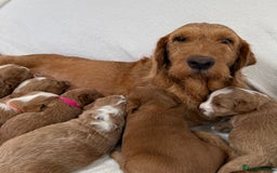 Australian Labradoodle dogs for sale: Australian Labradoodle Pups  - Image 1