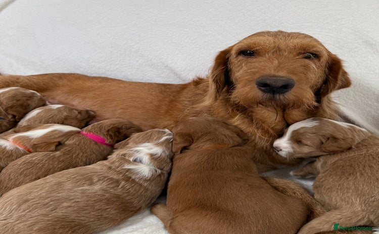 Australian Labradoodle dogs - Advert 10