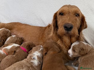 Australian Labradoodle dogs - Advert 1