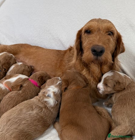 Australian Labradoodle dogs - Advert 1