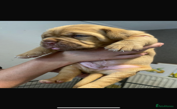 Dogue De Bordeaux dogs - Advert 1