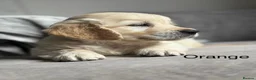 Golden Retriever dogs for sale: Health tested, KC reg Golden retriever puppies - Advert 9