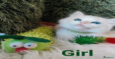 Ragdoll cats - Advert 13