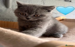 Scottish Fold cats for sale: Sale Scottish and Straight kittens 💗 - Image 4