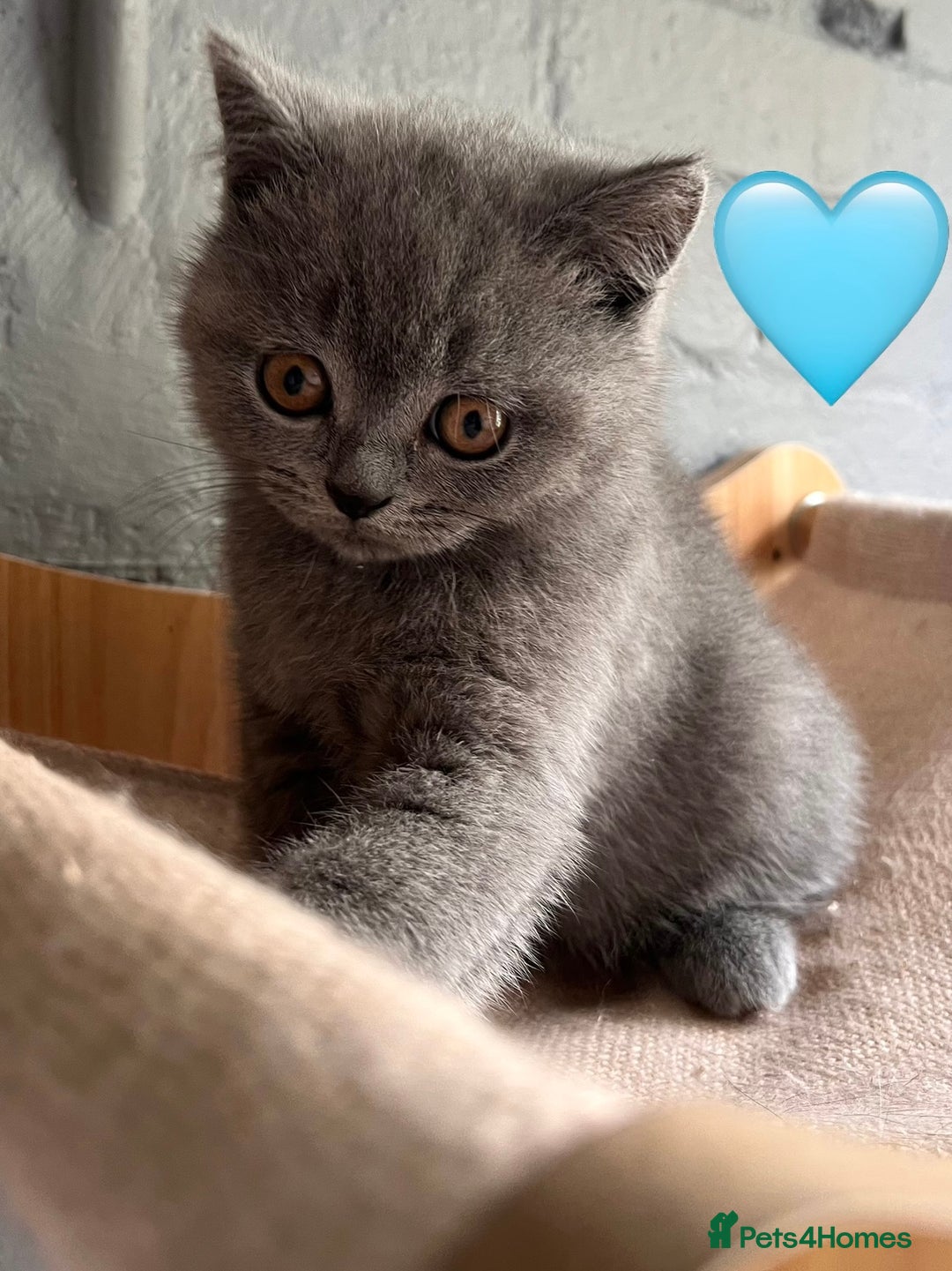 Scottish Fold cats for sale: Sale Scottish and Straight kittens 💗 - Image 4