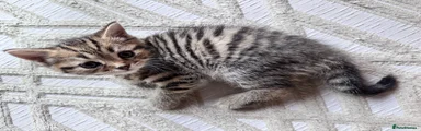 British Shorthair 3