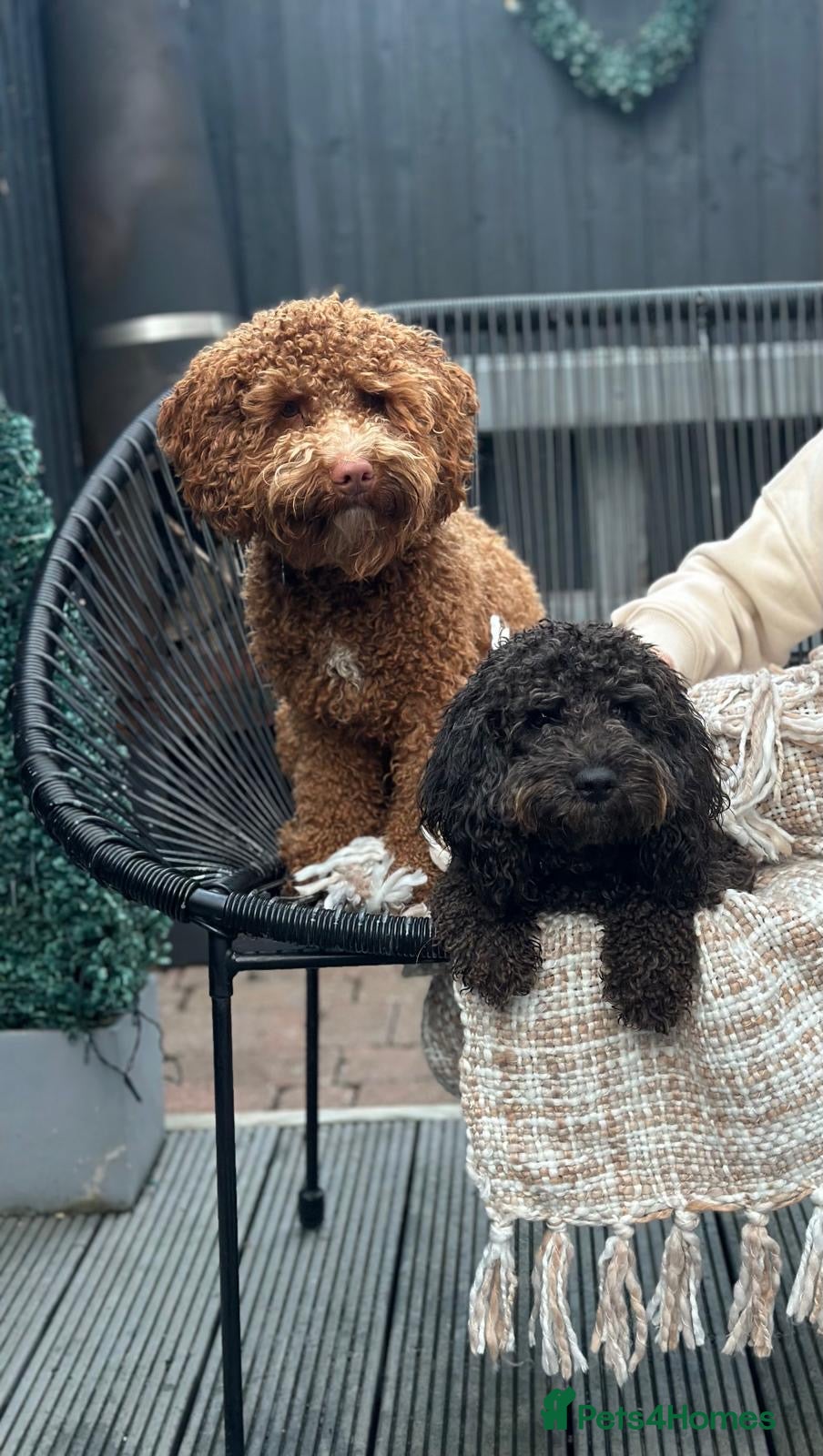 Cockapoo dogs for sale: Beautiful F2B Toy Cockapoo Puppies Ready 1st July  - Advert 13
