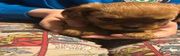 Cavapoo dogs for sale: 5 stunning cavapoo puppies - Advert 9