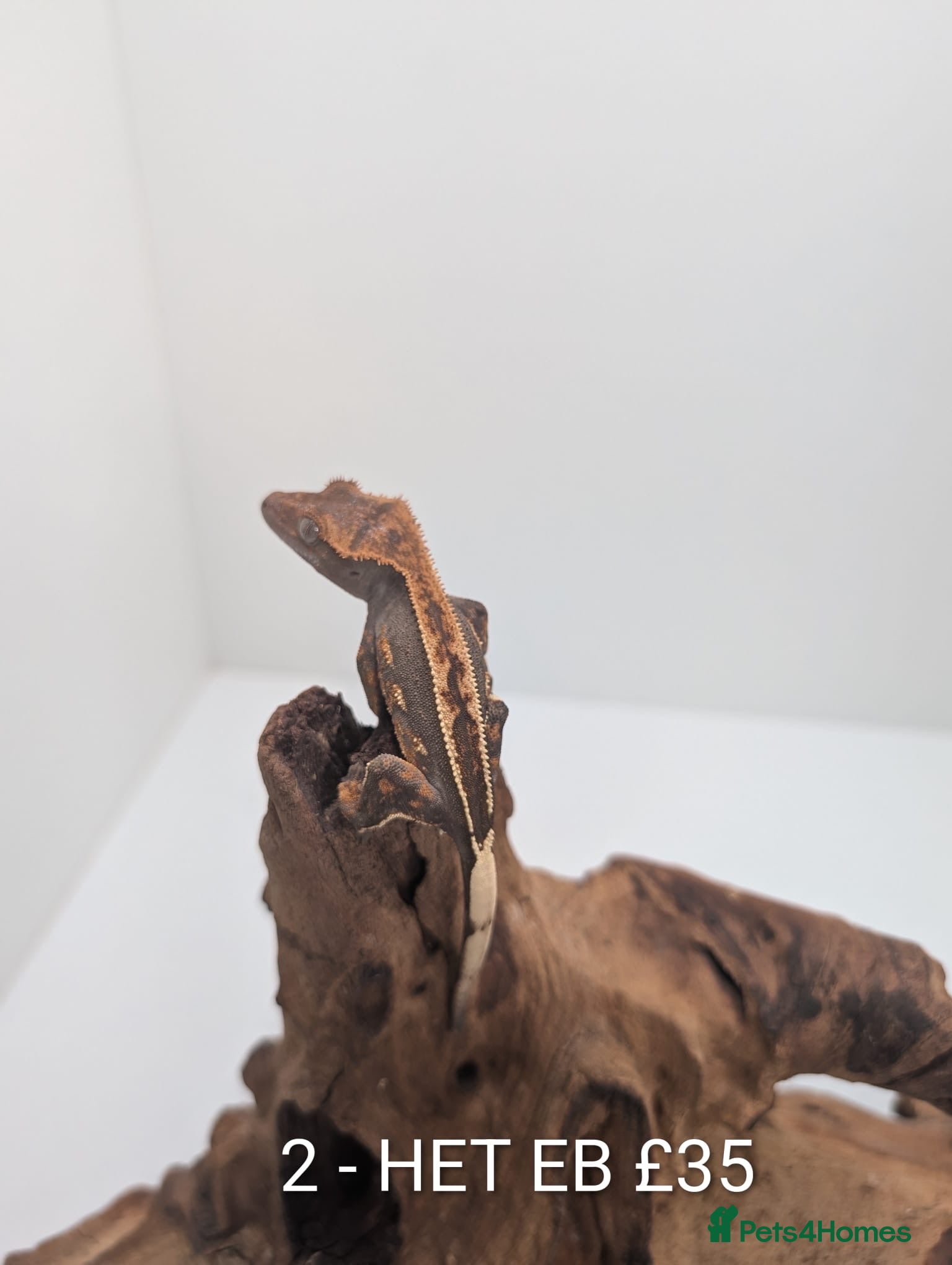 Gecko reptiles Beautiful baby crested geckos! - Advert 23