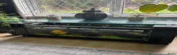 Other/Mixed Breed fish for sale: 3 tropical fish for sale large parrot and 2 others - Advert 3