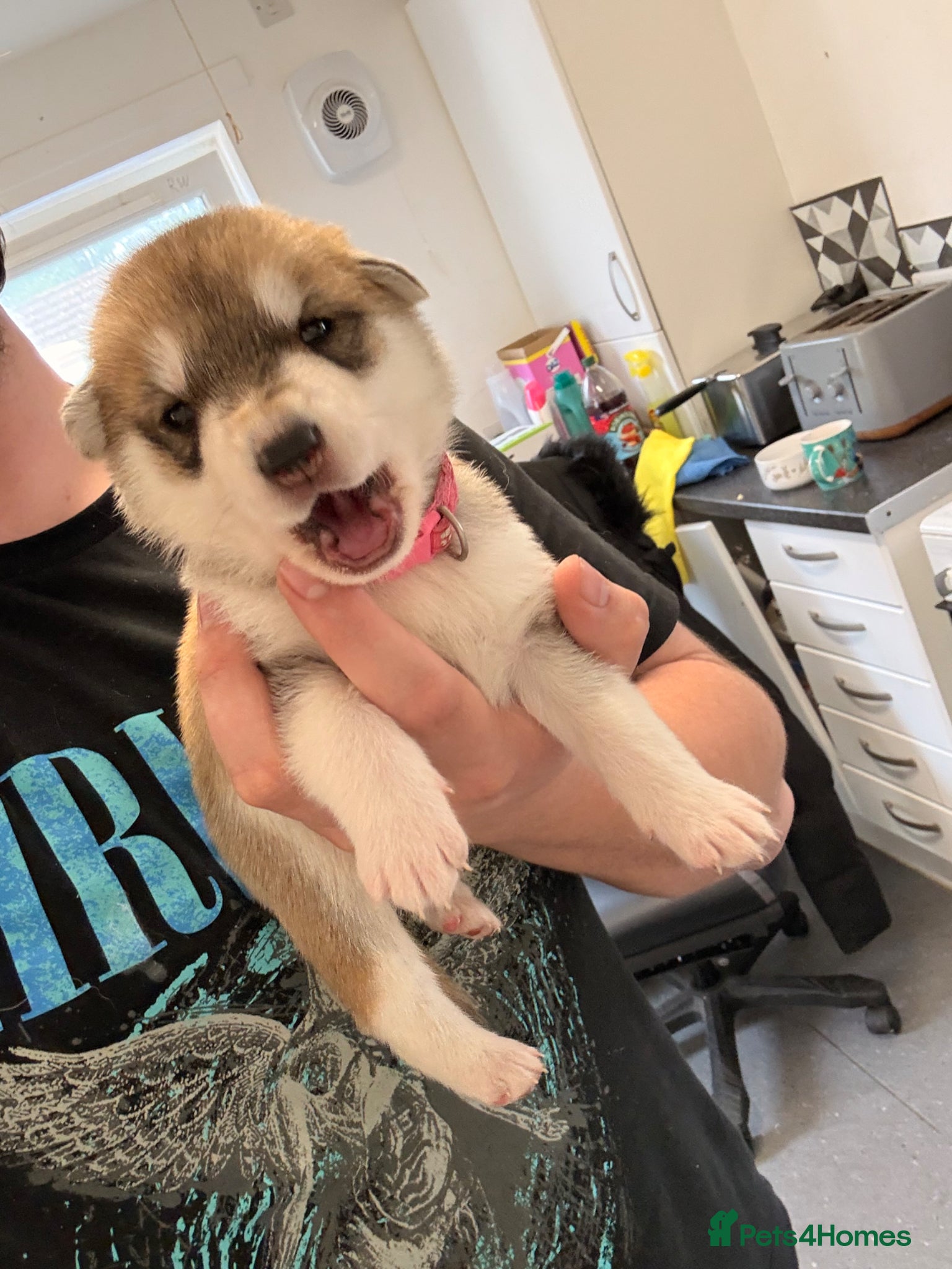 Shepsky dogs for sale: 7 beautiful shepskys in Kirkcaldy - Advert 17