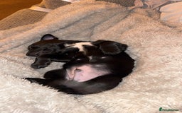 Mixed Breed dogs for sale: Loving staffy looking for forever home  - Image 11