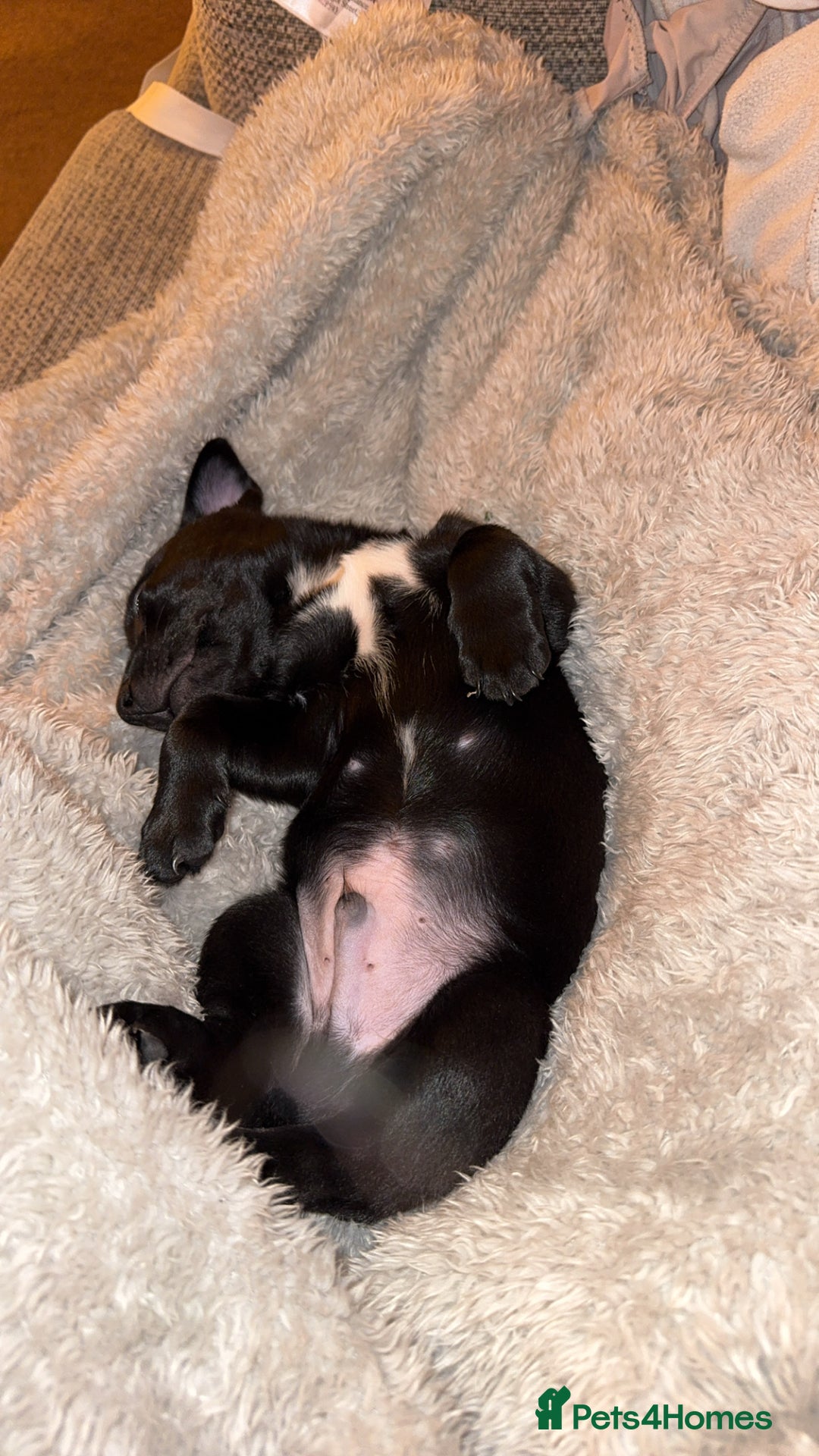 Mixed Breed dogs for sale: Loving staffy looking for forever home  - Image 11