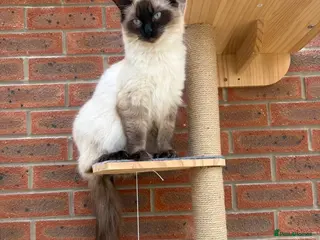 British Longhair cats Beautiful Scottish Fold & Straight Kittens - Advert 1