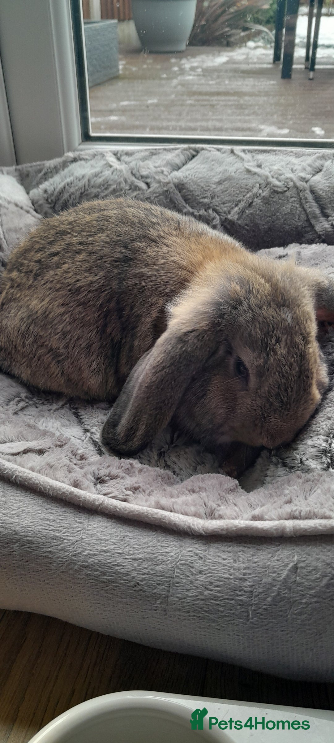 Mini Lop rabbits for sale: Neville - Image 4