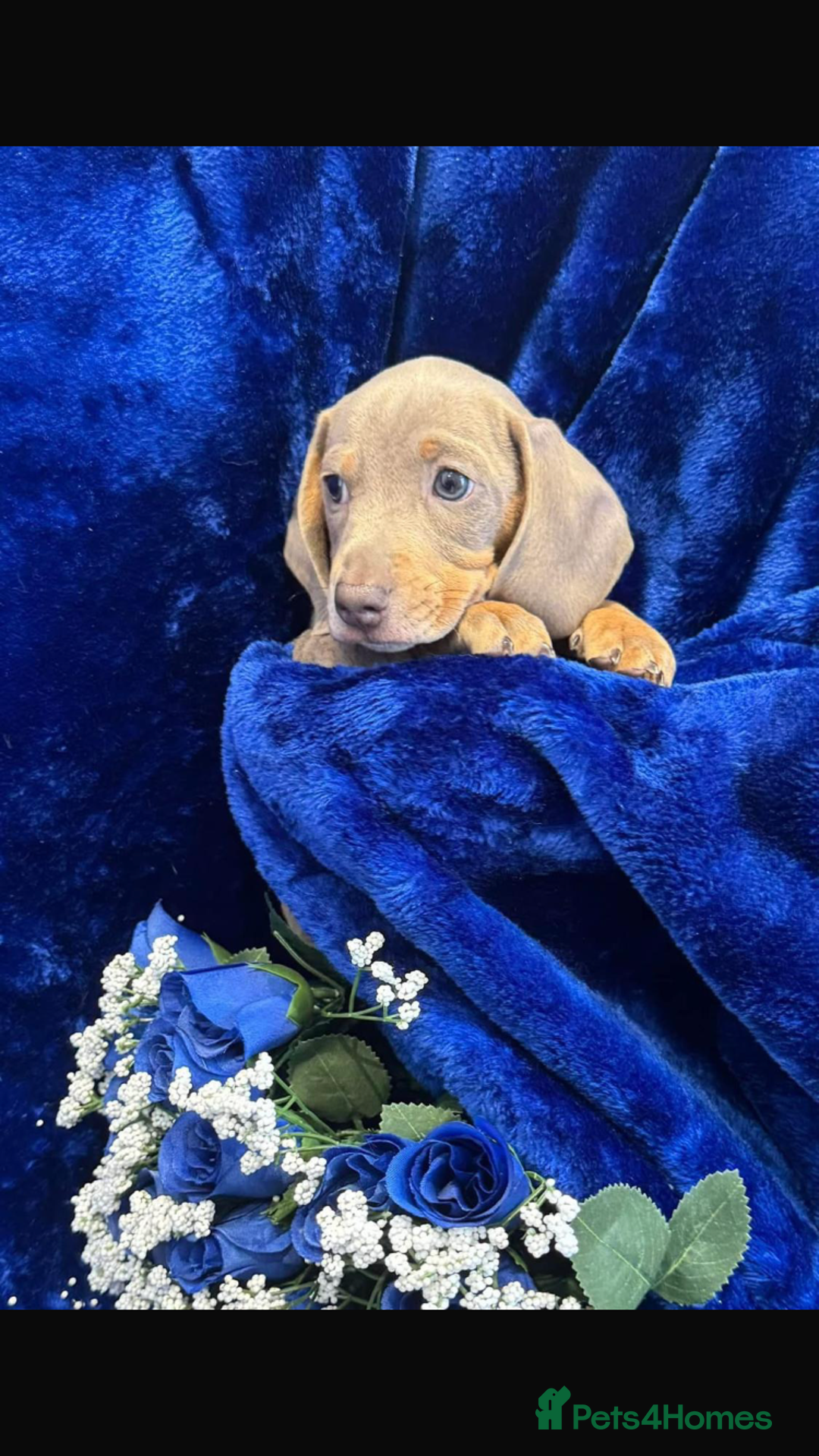 Dachshund dogs for sale: KC registration dachshund  - Advert 4