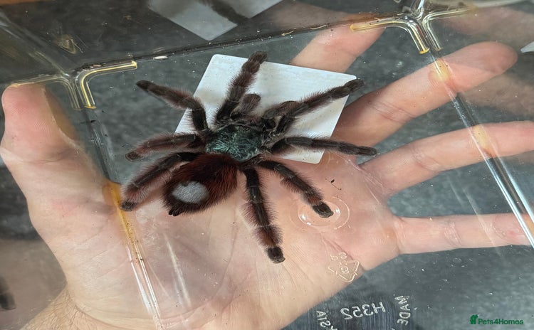 Spiders invertebrates - Advert 2