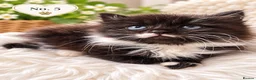 Mixed Breed cats for sale: Beautiful,  Kittens Looking for Loving Homes  - Advert 7
