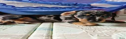 Miniature Dachshund dogs for sale: Beautiful Harlequin Dachshund Puppies  in Blackpool - Advert 2