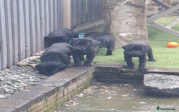 Labrador Retriever dogs for sale: Beautiful Labrador Puppies **READY NOW** - Image 20