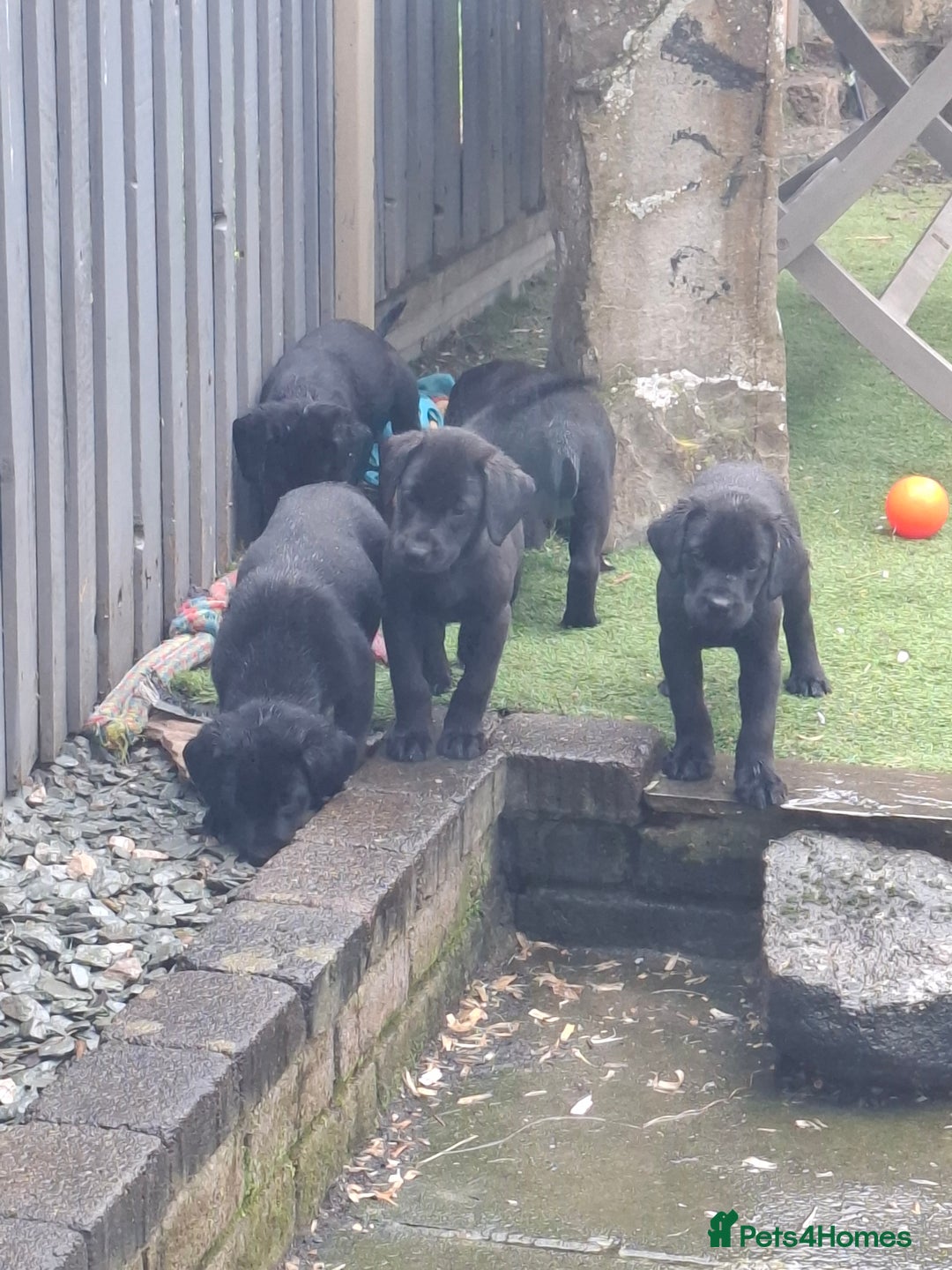Labrador Retriever dogs for sale: Beautiful Labrador Puppies **READY NOW** - Image 20