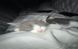 Mixed Breed cats for sale: Mixed breed kitten  - Image 3