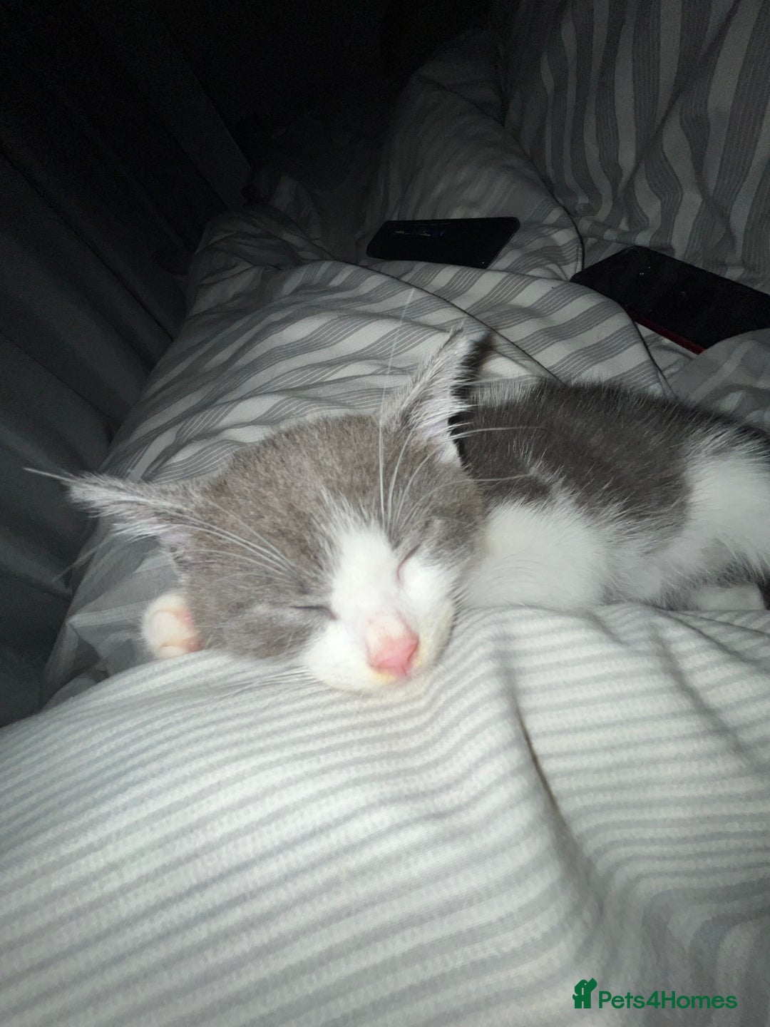 Mixed Breed cats for sale: Mixed breed kitten  - Image 3