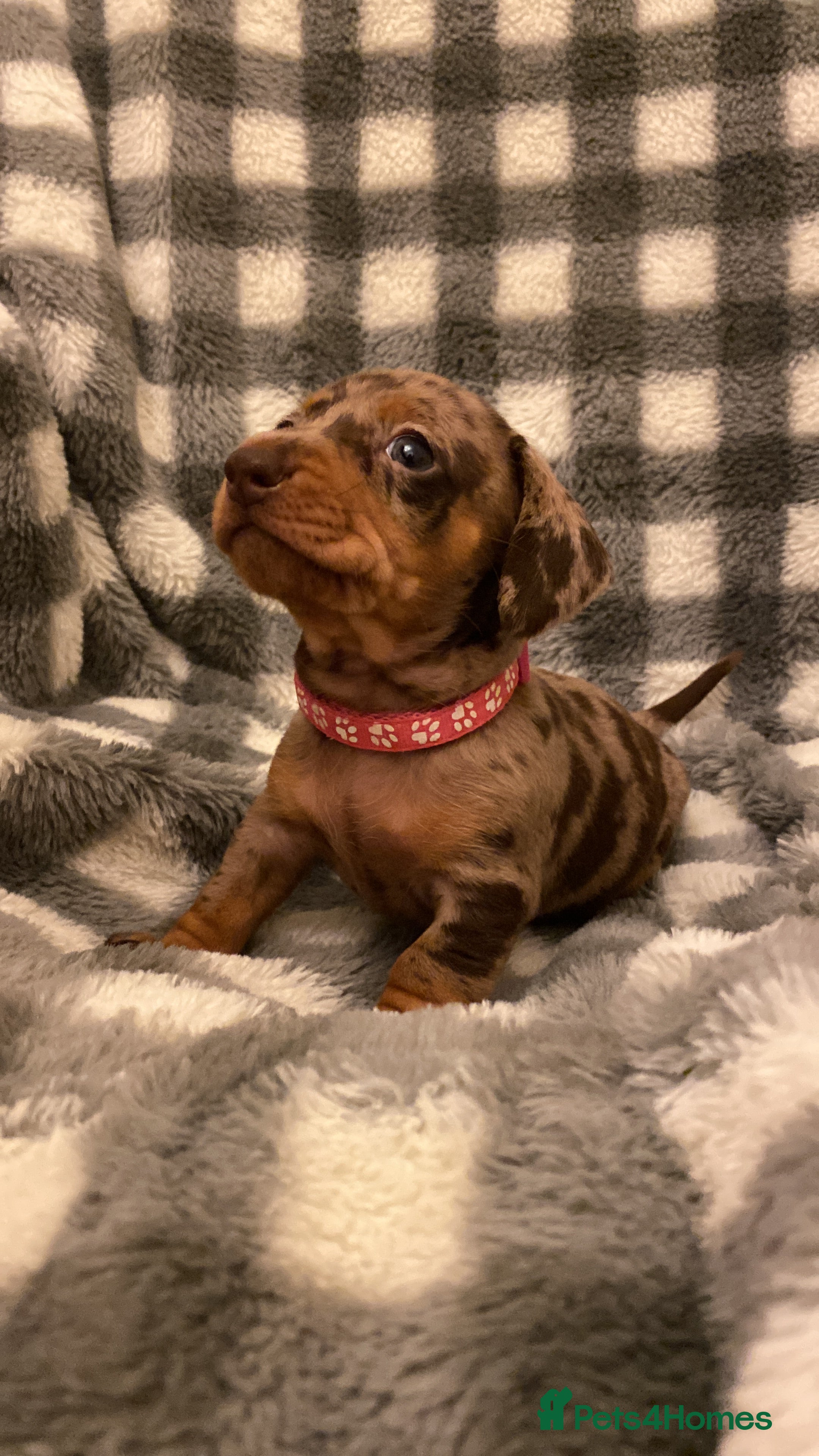 Miniature Dachshund dogs READY  TODAY  - Advert 2
