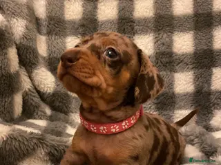 Miniature Dachshund dogs READY TODAY - Advert 2