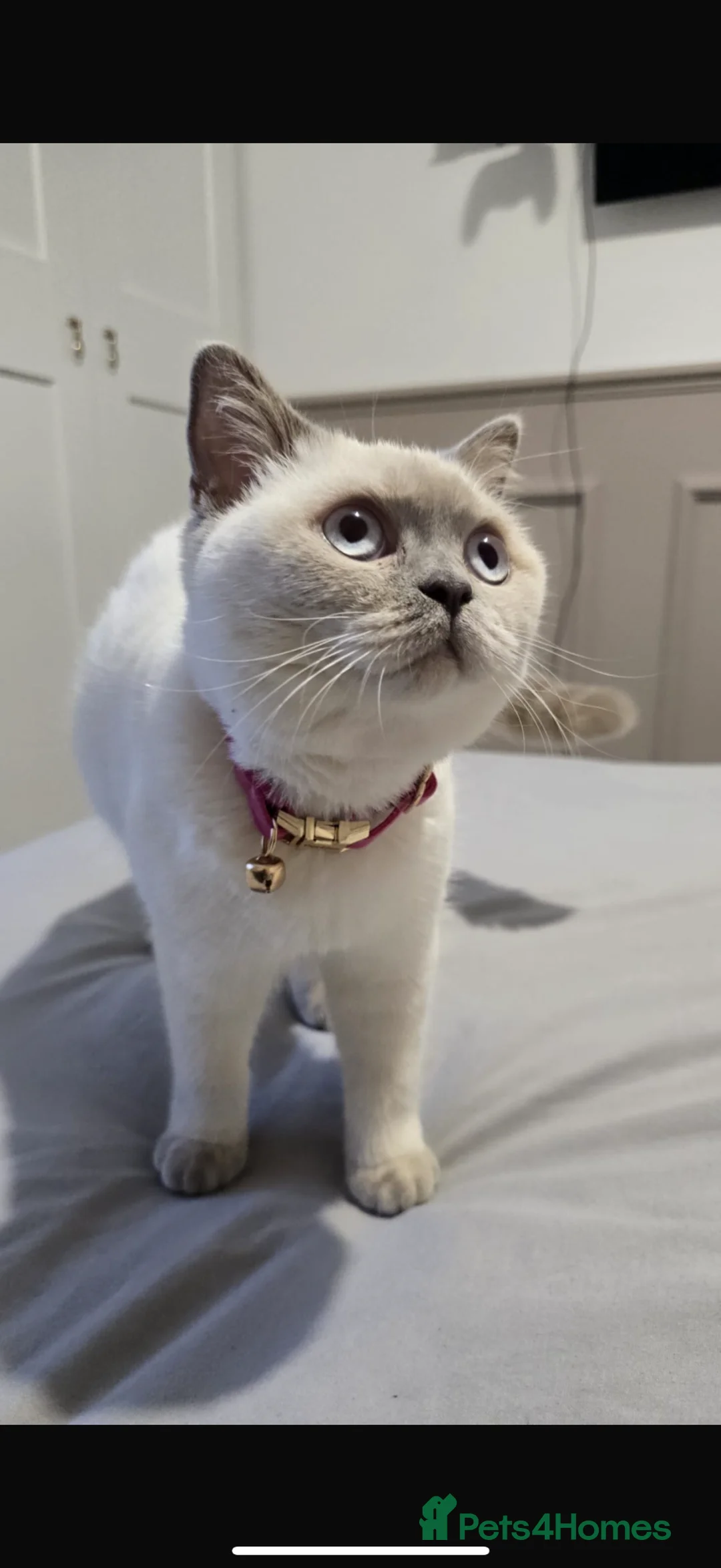 British Shorthair cats for sale: Beautiful British short hair - Advert 1