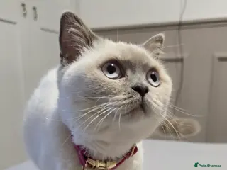 British Shorthair cats Beautiful British short hair - Advert 2