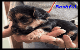 Yorkiepoo dogs for sale:  Adorable YorkiePoo Pups Looking for Loving Homes  - Image 4