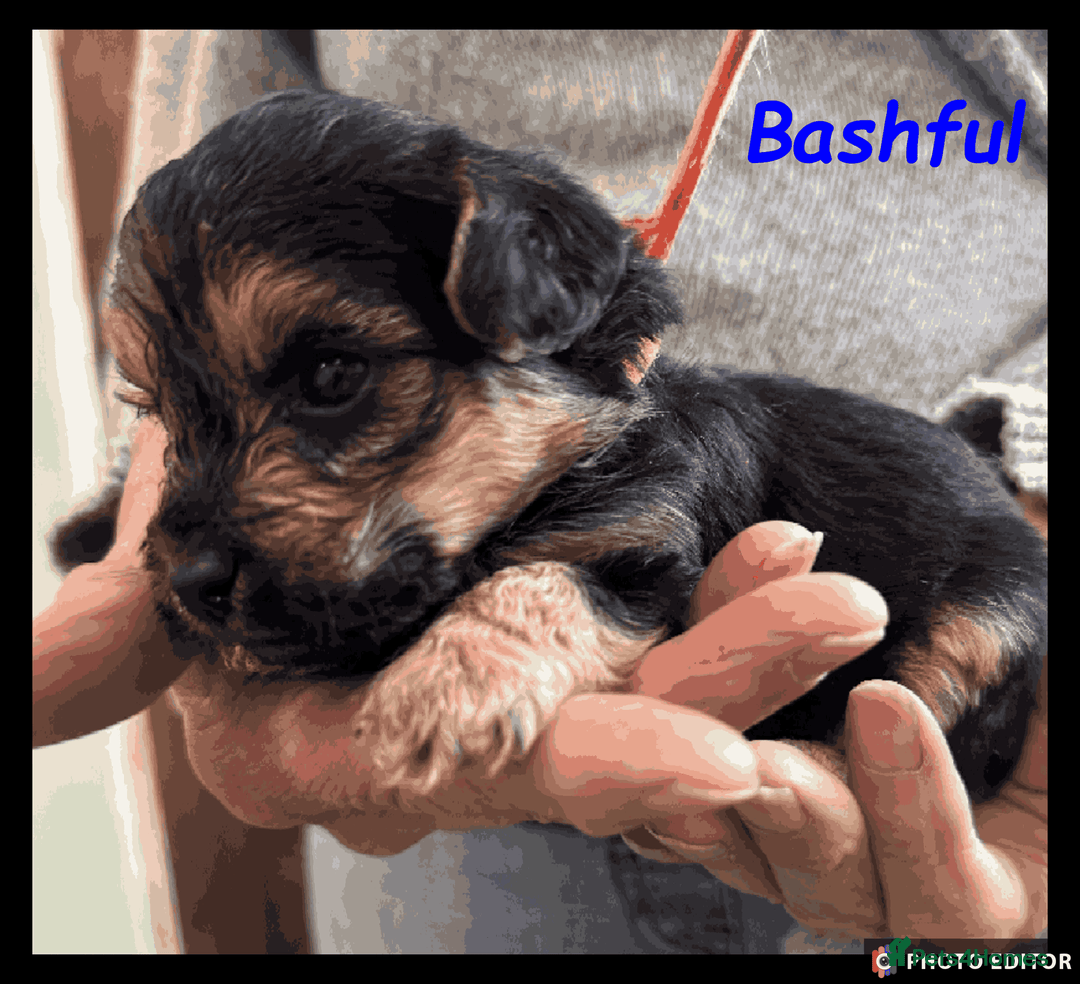 Yorkiepoo dogs for sale:  Adorable YorkiePoo Pups Looking for Loving Homes  - Image 4