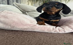 Miniature Dachshund dogs for sale: Miniature Dachshund Puppies  - Image 3