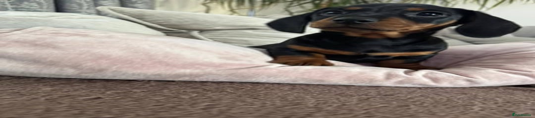 Miniature Dachshund Puppy 1