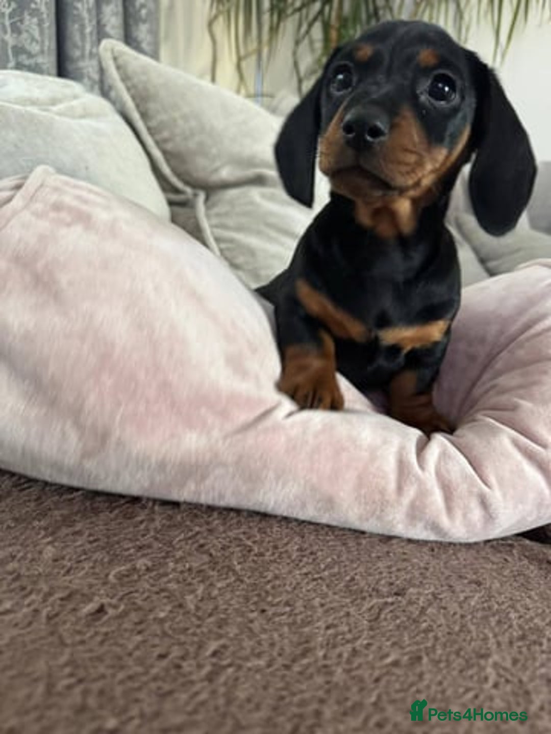 Miniature Dachshund dogs for sale: Miniature Dachshund Puppies  - Image 3
