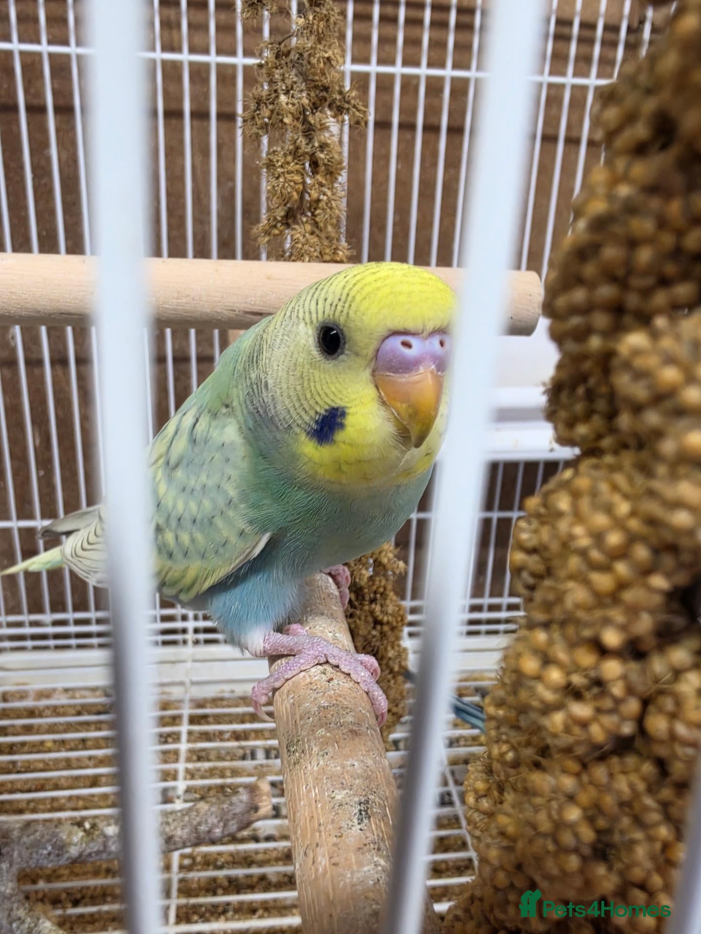 Budgerigars birds Baby Budgies - Advert 5
