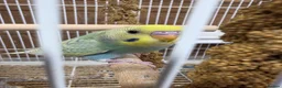 Budgerigars birds for sale: Baby Budgies - Advert 1